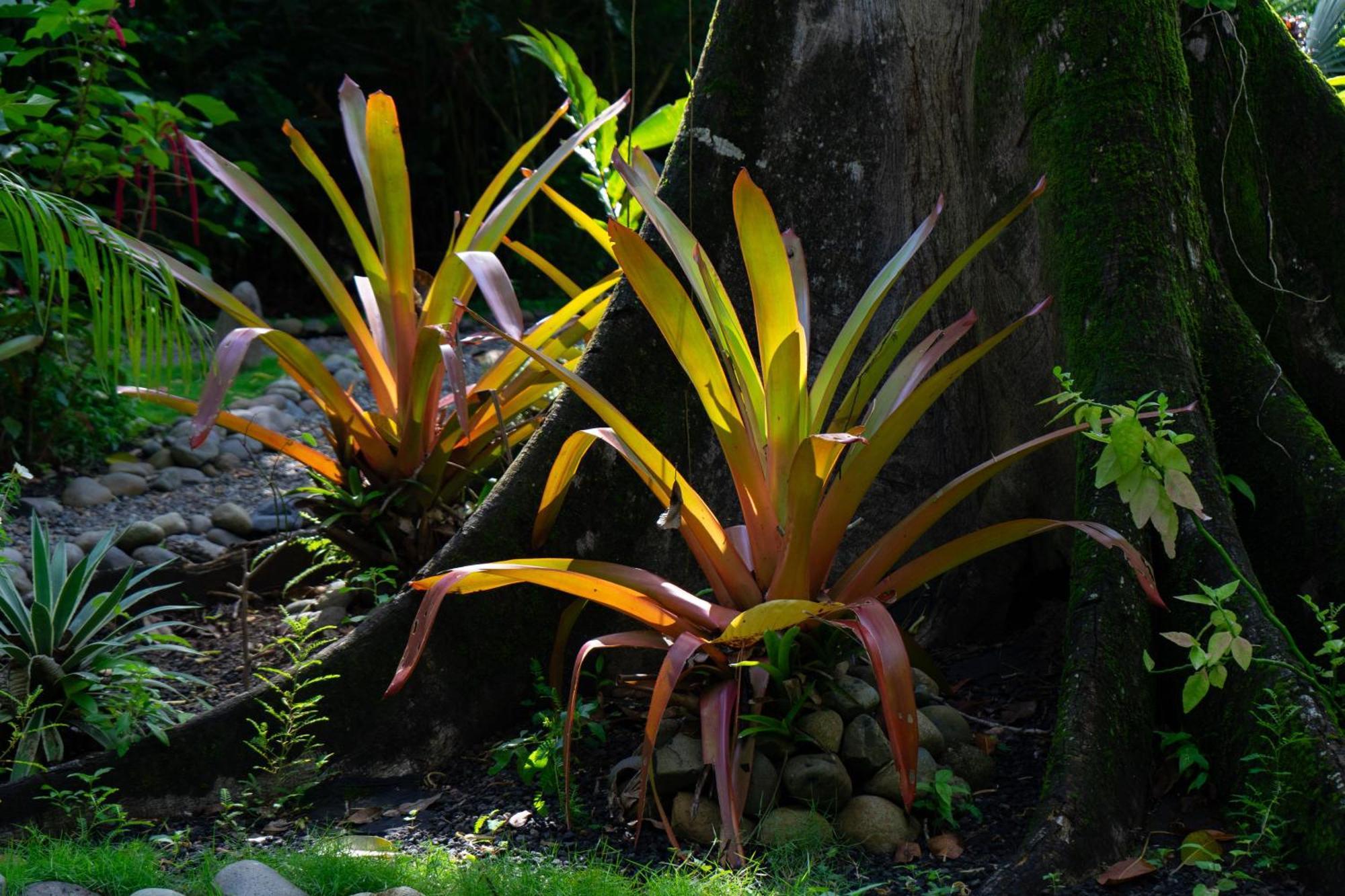 Dragonfly Beachfront Villas-Adult Only Punta Uva Extérieur photo